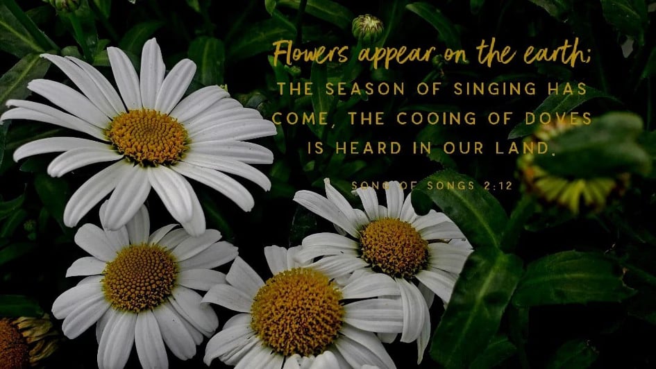 56428455_590525971426878_2372776161806647296_n