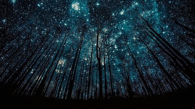 Tree Silhouette Against Starry Night Sky